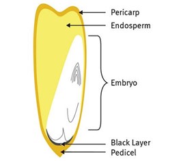 Corn kernel drawing 9-14.jpg